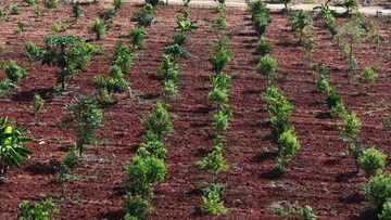  Land – Garden View at Yelahanka - for Sale
