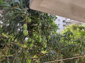 1 RK Apartment For Rent in Veer Bharat Society, Bhawani Peth