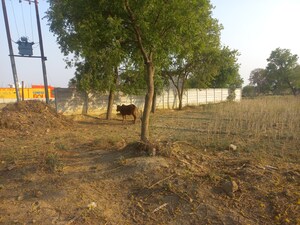 Plot Area in  Land at Amethi – for Sale