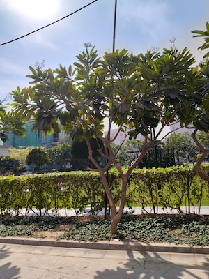 2 BHK Builder Floor – Garden View at Signature Global Park, Sohna Sector 36 - for Sale