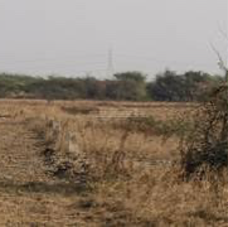 undefined, adalaj Commercial Land 15000 Sq.Ft. In Adalaj Ahmedabad 8695498