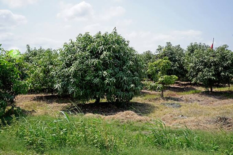 undefined, ganeshpur  200 Sq.Yd. Plot In Ganeshpur Dehradun 8695771