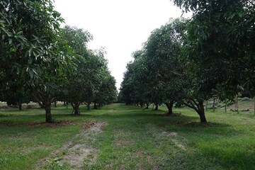  Plot – Garden View at Ganeshpur - for Sale