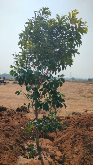 Plot Area in  Plot at Shadnagar – for Sale