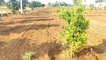 Plot Area in  Plot at Peddapur – for Sale