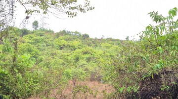 Plot Area in  Plot at Cuncolim – for Sale