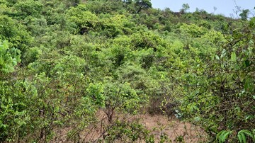 Plot Area in  Plot at Cuncolim – for Sale