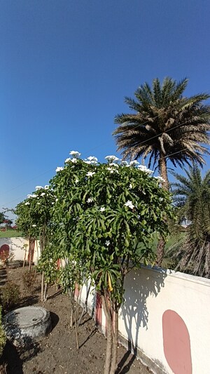  Plot – Garden View at Ringnodiya - for Sale