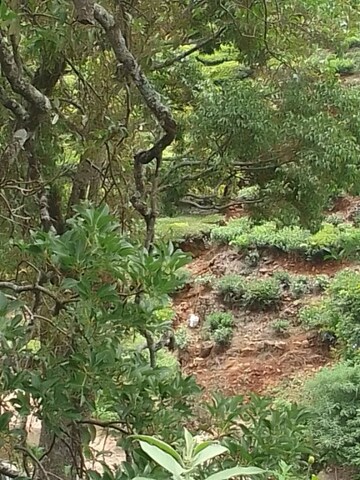  Plot For Sale in Coonoor
