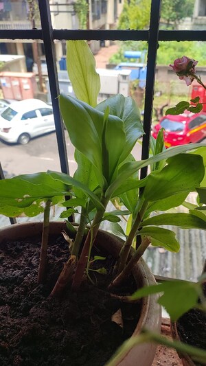 2 BHK Apartment For Sale in Arpan CHS Kharghar, Kharghar Sector 21