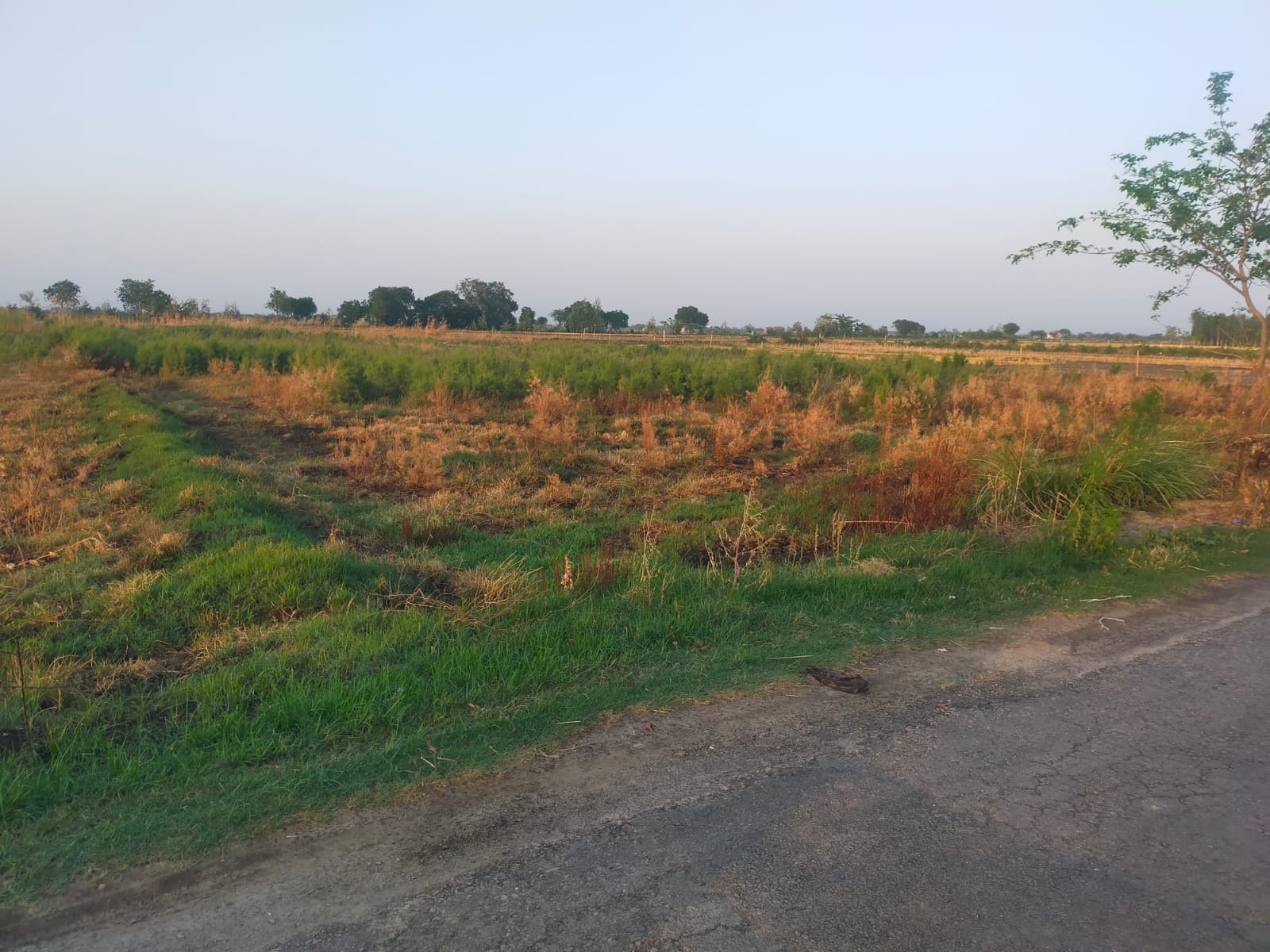 Plot For Sale in Bhopani