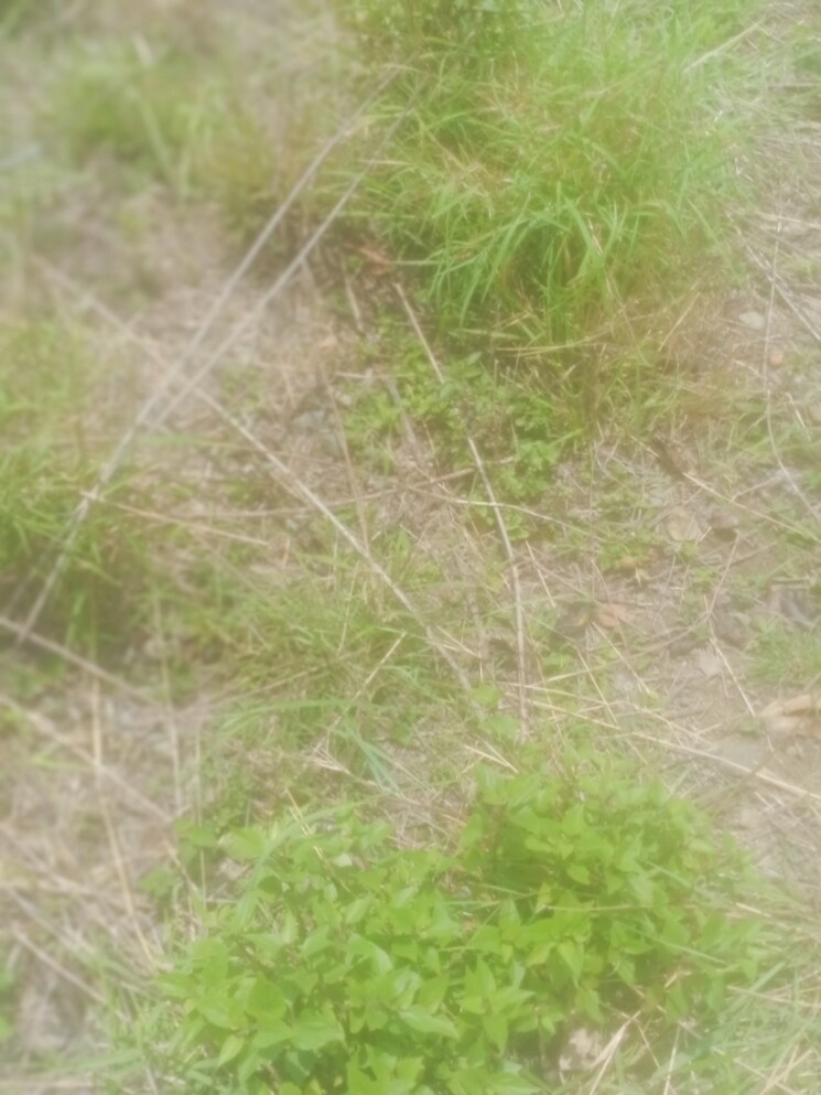 Garden, bhimtal Commercial Land 2160 Sq.Ft. In Bhimtal Nainital 8707706