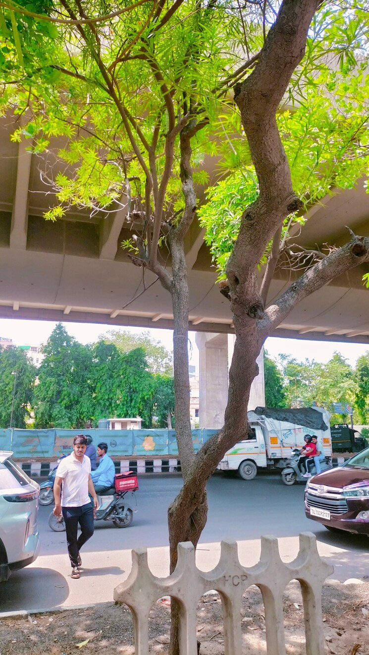 Garden, pushpanjali enclave 6 Bedroom 335 Sq.Yd. Builder Floor In Pushpanjali Enclave Delhi 8709049