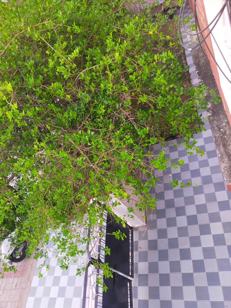 Balcony, aliganj 2 Bedroom 600 Sq.Ft. Independent House In Aliganj Lucknow 8709918