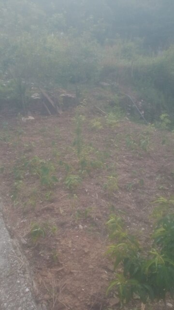  Plot For Sale in Bhowali