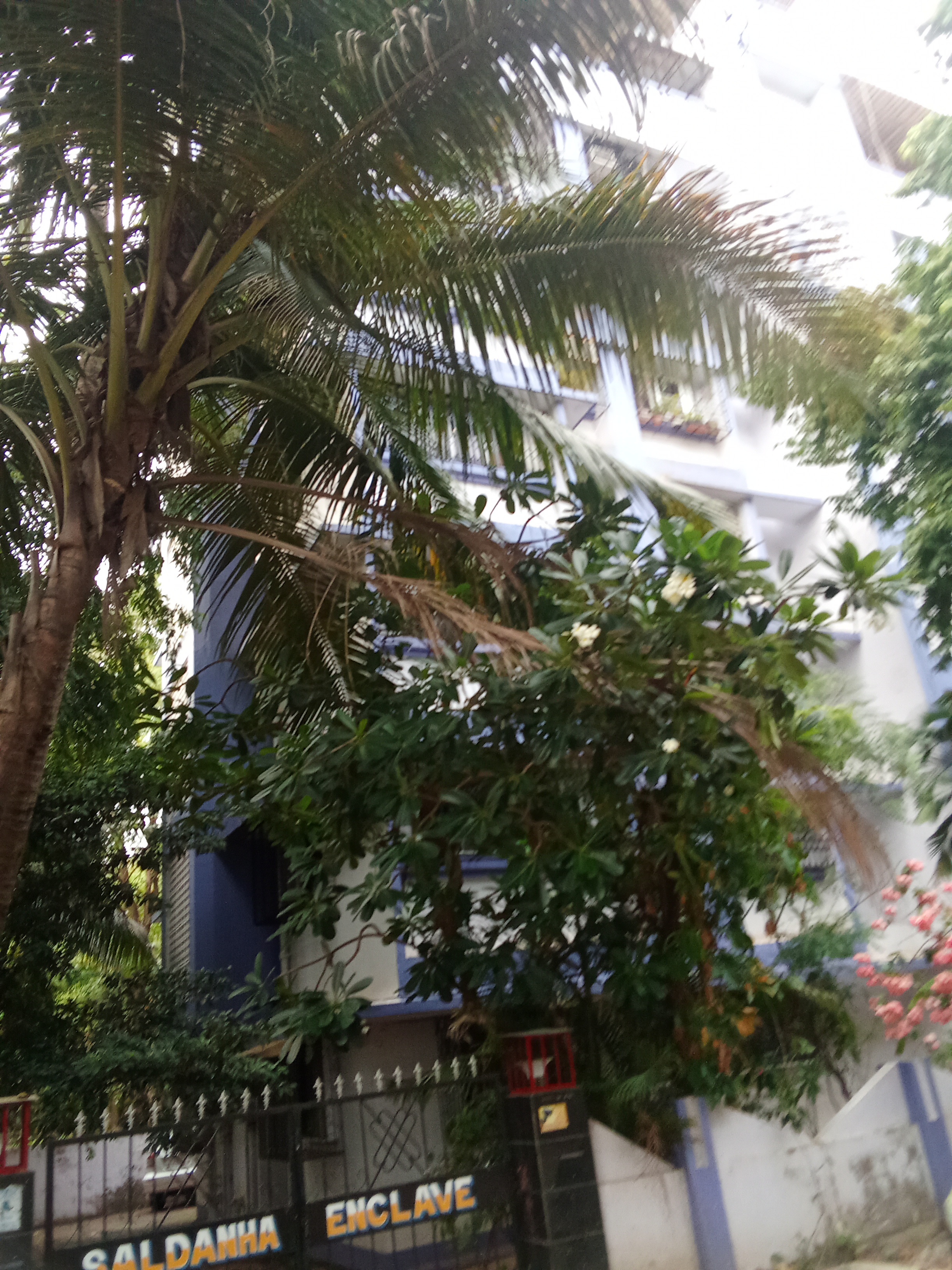 3 BHK Apartment For Rent in Saldanha Enclave