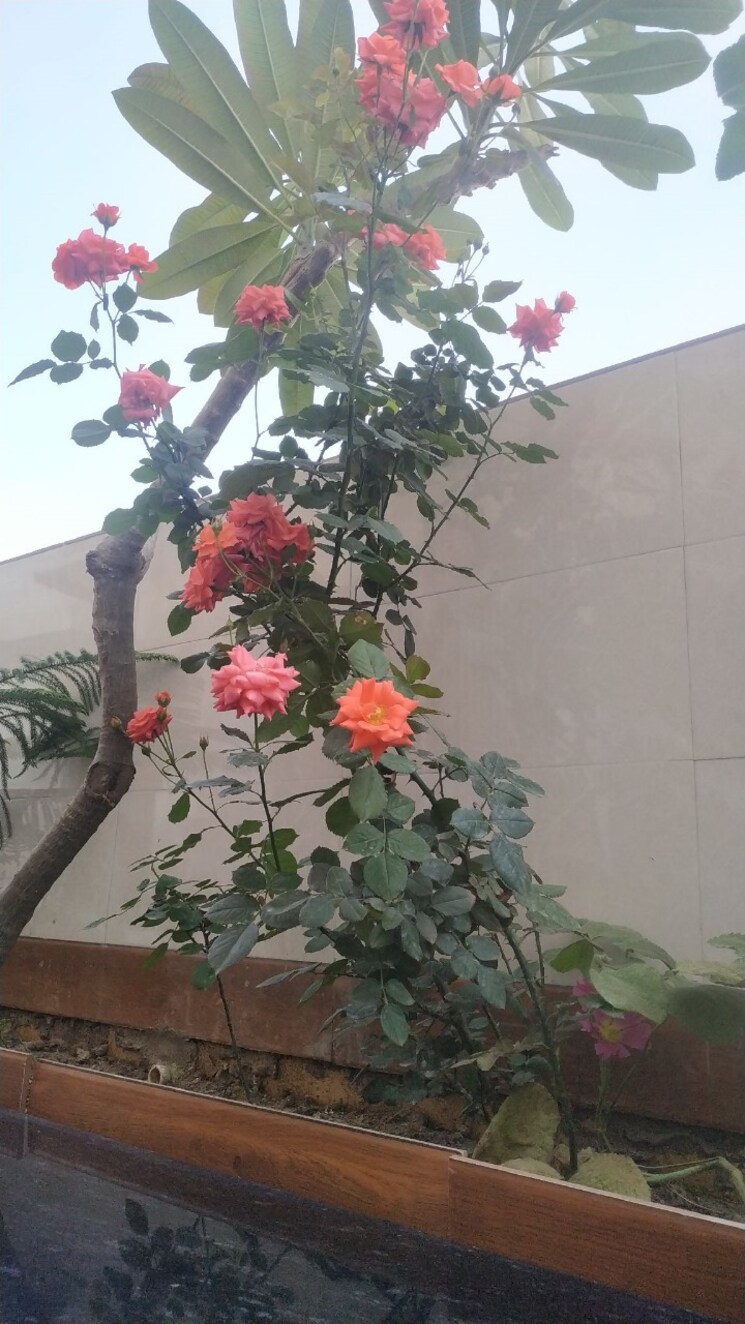 Balcony, sector 83 3 Bedroom 250 Sq.Yd. Apartment In Sector 83 Faridabad 8715495