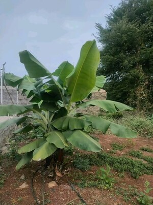 4 BHK Villa For Sale in Rudraram