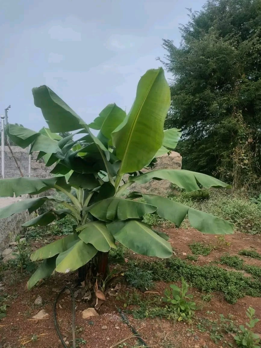 4 BHK + Pooja Room,Servant Room,Study Room,Extra Room Villa For Sale in Patanchervu Luxury Premie