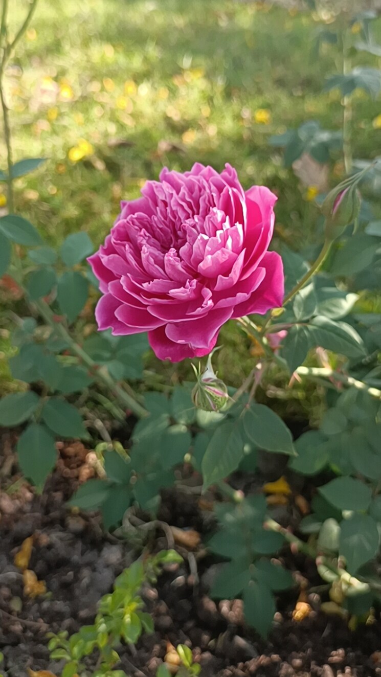 Garden, bada bangarda  1000 Sq.Ft. Plot In Bada Bangarda Indore 8718107