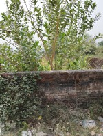 5000 Sq.Yd. Plot in Ram Property