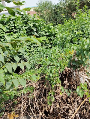 Plot Area in  Plot at Guramba – for Sale