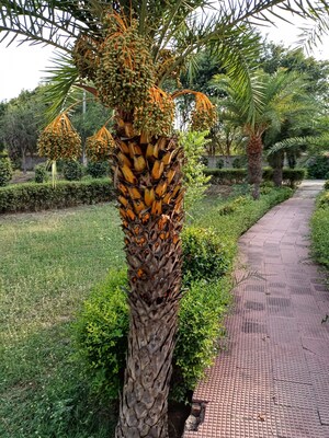  Plot For Sale in Jewar