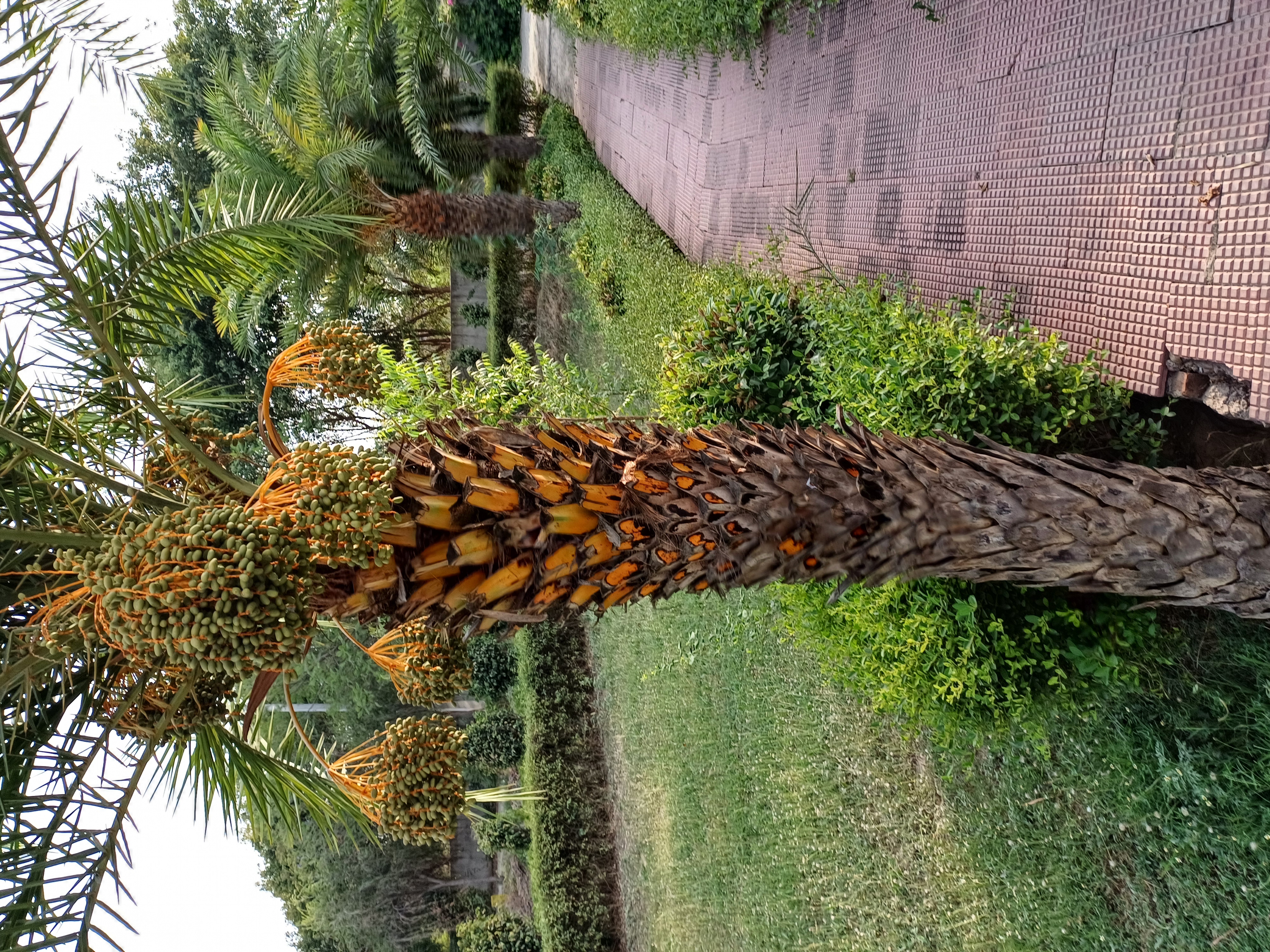 Plot For Sale in Harit City 