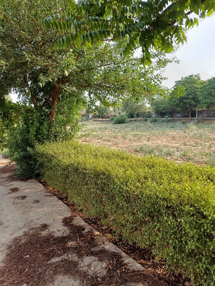 Garden, jewar  119 Sq.Yd. Plot In Jewar Greater Noida 8720553