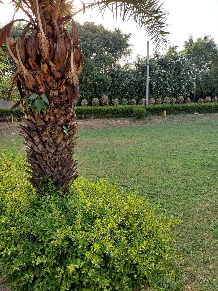 Garden, jewar  119 Sq.Yd. Plot In Jewar Greater Noida 8720553
