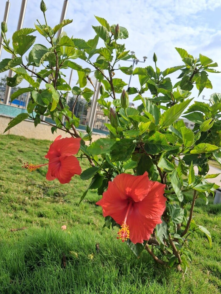 Garden, ahad-serenity 3 Bedroom 1462 Sq.Ft. Apartment In Rayasandra Bangalore 8723786