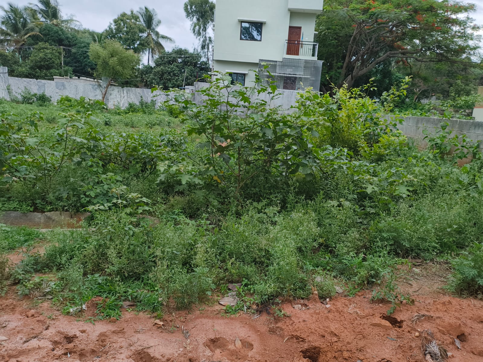 Plot For Sale in Nishchay