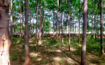 Plot For Sale in Shankarpalli