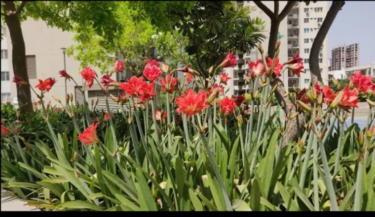 Garden, vatika-seven-lamps 4 Bedroom 2425 Sq.Ft. Apartment In Sector 82 Gurgaon 8731169