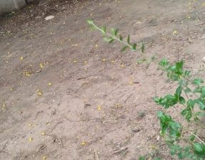 Plot For Sale in Bamroli