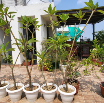 Terrace in 3 BHK Builder Floor at Panchsheel Enclave – for Rent