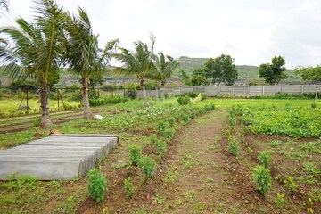  Plot For Sale in Uruli Kanchan