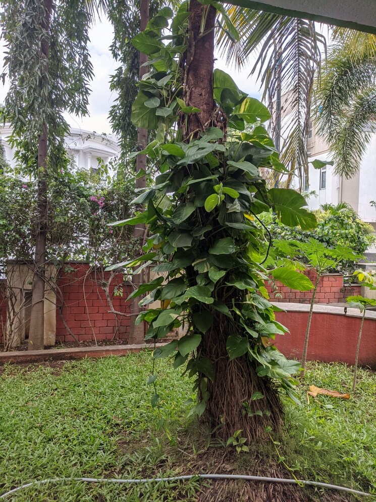 Garden, magarpatta-city-mulberry-gardens 6+ Bedroom 7000 Sq.Ft. Villa In Hadapsar Pune 8748011