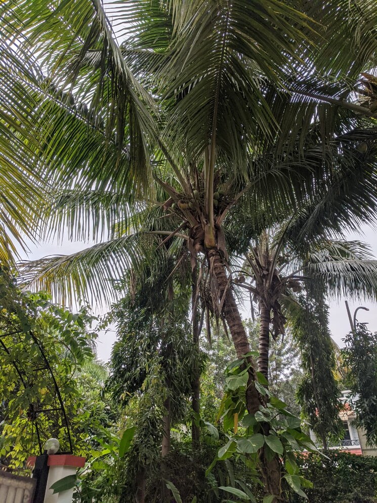 Garden, magarpatta-city-mulberry-gardens 6+ Bedroom 7000 Sq.Ft. Villa In Hadapsar Pune 8748011