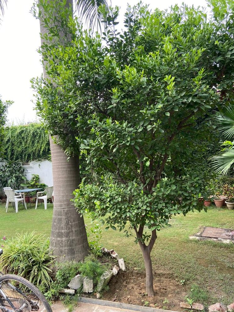 Garden, saket 4 Bedroom 4680 Sq.Ft. Villa In Saket Delhi 8748400