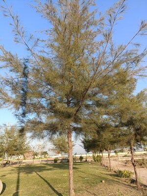 Plot Area in  Plot at Pithampur – for Sale