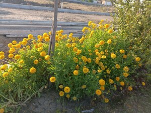  Plot – Garden View at Ringnodiya - for Sale