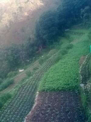  Land – Garden View at Bhimtal - for Sale