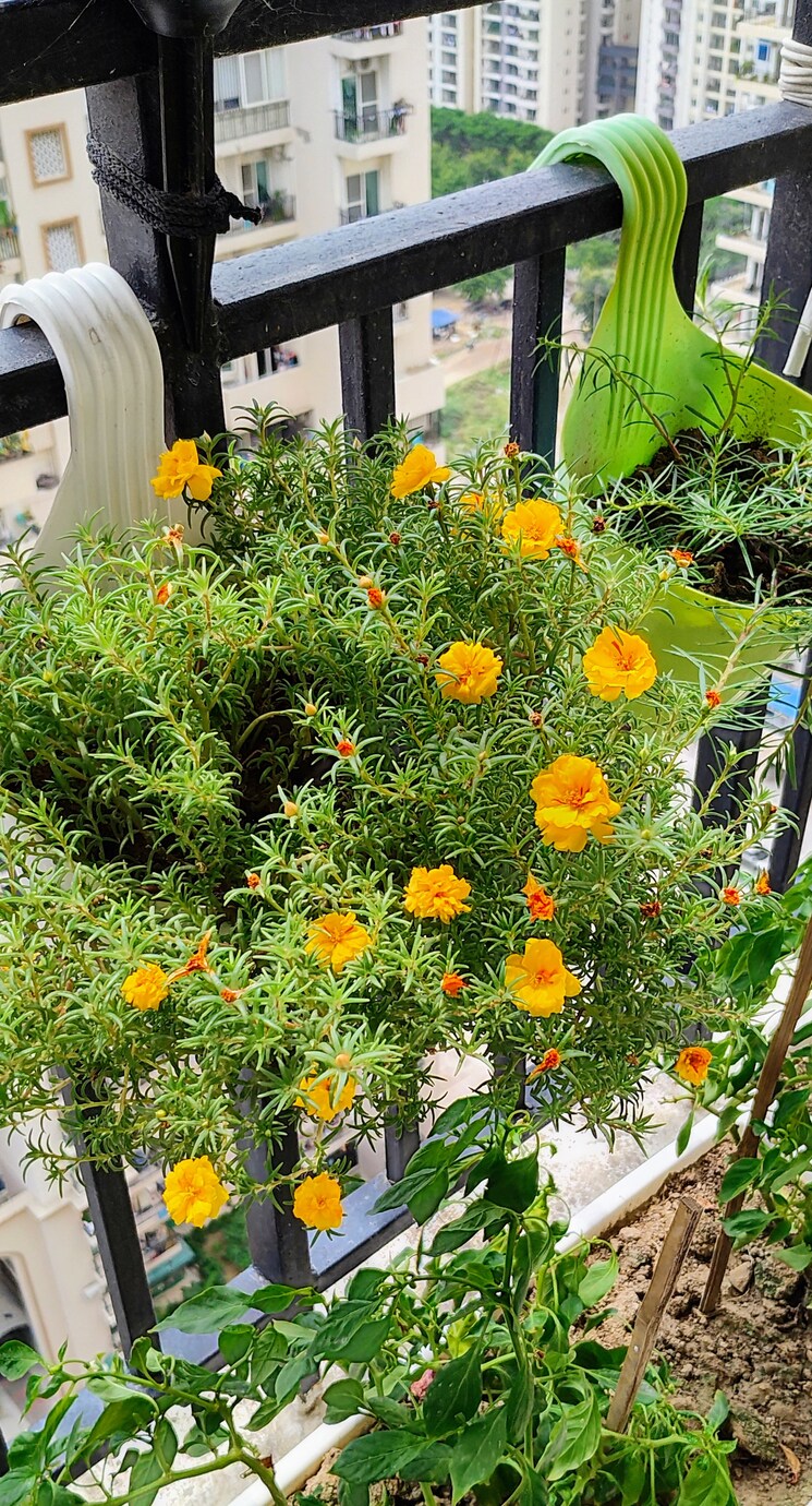 Garden, saviour-green-arch 3 Bedroom 1695 Sq.Ft. Apartment In Tech Zone 4 Greater Noida Greater Noida 8753857