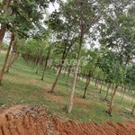 376 Sq.Yd. Plot in Bandar Road