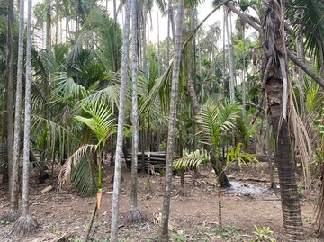  Plot For Sale in Alibag