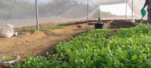 Plot Area in  Plot at Kanchikacherla – for Sale