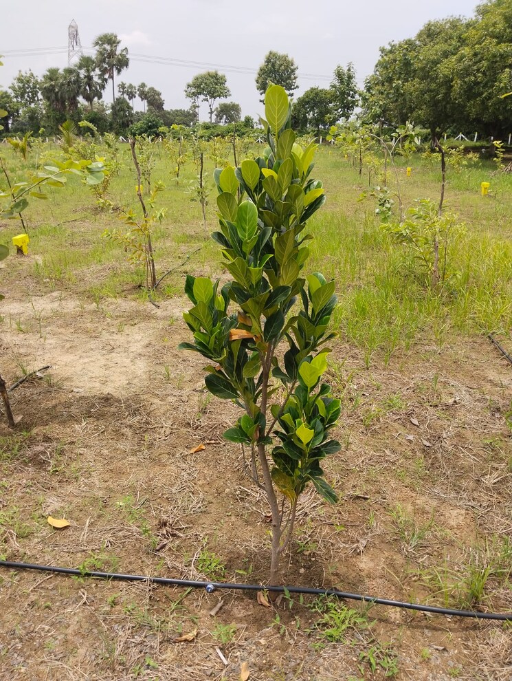 undefined, mylavaram Commercial Land 532 Sq.Yd. In Mylavaram Vijayawada 8762160