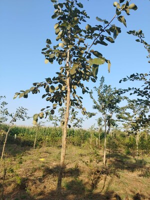  Land – Garden View at Mylavaram - for Sale