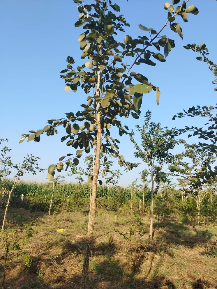 Garden, mylavaram Commercial Land 532 Sq.Yd. In Mylavaram Vijayawada 8762160